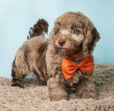 Image result for labradoodle