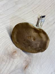 Image result for Boletus separans