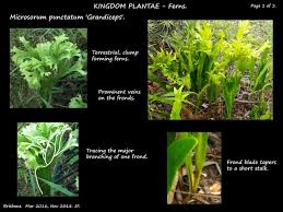 Image result for Microsorum punctatum