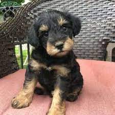 Mini Schnoodle Puppies For Sale Greenfield Puppies Schnoodle Puppy Snoodle Puppies Schnoodle