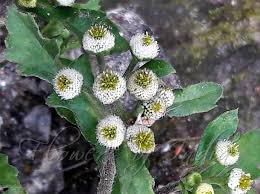 Image result for Dichrocephala