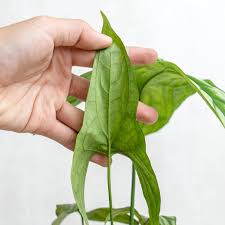 Image result for Cercestis