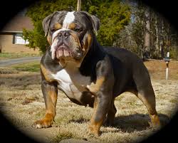 Ranking #4 on the american kennel club's most popular vote : Home