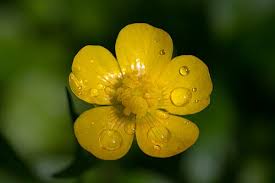 Image result for Ranunculus raeae