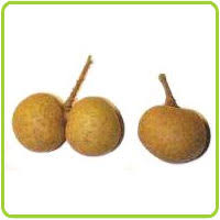 Jika diperlukan, bersihkan mata kucing dengan memberikan sedikit larutan pembersih mata steril pada kapas dan usapkan di sekitar mata kucing. Longan Nutrition Facts And Health Benefits Hb Times
