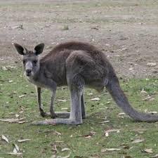 The sport is generally limited to running the dromedary—whose females are the preferred mount and are raced more often. Is A Camel Faster Than A Kangaroo Purely Facts