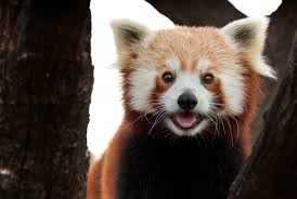 This chapter marks the beginning of our quest to in the past couple chapters, we asked you to collect the fusion recipes for the fire panda warrior (xiong fei) because it is an essential unit. 12 Furry Facts About Red Pandas Mental Floss