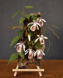 Image result for Habenaria clavata