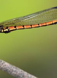 Image result for Plumbago ituriensis