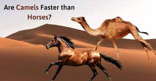 A camel is faster than a wolf. Are Camels Faster Than Horses Who Will Win The Battle