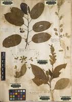 Image result for Ecbolium clarkei