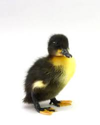 Black And Yellow Duckling Black Swedish Ducklings Or As I Call Them The Ducks In Tux We Hatch Them Every Week Monday And Tuesday Come Check Them Ducklings Duck Baby Ducks For Sale