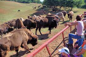 At first she and the animals didn't seem to be getting along that well. Dr King Bison Farm Tours Asheville