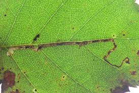 Image result for Stigmella continuella