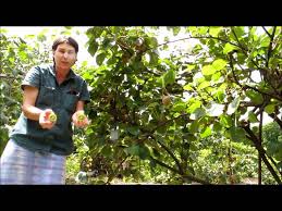 Cut open, they look much like regular kiwifruit with its small black seeds. Sweetie Kiwi Fruit Tree Daleysfruit Com Au Youtube