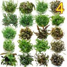 Cryptocoryne tissue culture / micropropagation part 2. Live Aquarium Pflanzen Cryptocoryne In Vitro Aquatic Tropical Fish Materiel Ebay