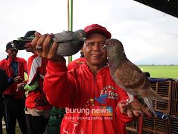 Jun 15, 2020 · burung merpati balap cukup di gemari dari kalangan kicaumania indonesia, karena burung merpati ini di pelihara untuk ikut kontes terbang cepat, semakin cepat terbang yang bisa di lakukan oleh burung merpati tersebut dengan ketentuan lainnya, maka burung tersebut akan prosfek menjuarai setiap lomba yang dilakukan. Merpati Balap Kediri Lagi Cup 1 Superman Menangi Seri Perang Bintang Rengganis Tercepat Di Kelas Lelangan Burungnews