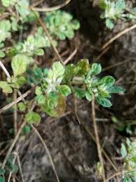 Image result for Glinus