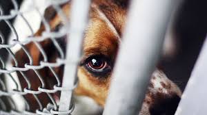 Fortunately, experiments on animals for cosmetics products and their ingredients have been consigned to the history books in many parts of the world. Outdated And Unreliable Cosmetic Testing On Animals Huffpost Uk Life