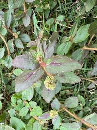 Image result for Euphorbia hirta