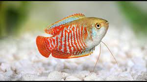 Be sure to vacuum the gravel, especially between the bottom of plants, underneath decorations, and in the corners of the aquarium. Keeping Dwarf Gouramis In The Freshwater Tank