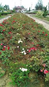 Gratis untuk komersial tidak perlu kredit bebas hak cipta. Bermain Ke Kebun Bunga Mawar Steemit