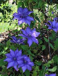 Check out our clematis vine selection for the very best in unique or custom, handmade pieces from our craft supplies & tools shops. Perennial Vine Clematis Shikou Zone 4 8 Flowers Blue Violet Blooms 2 4 Weeks Late May Prefers Shade Part Shade Flowers Clematis Plants Shade Flowers