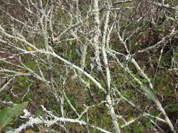 Another, a lot more major illness of hill laurels isbotryosphaeria canker it affects several various other plants besides laurel and also is, once more, a fungal illness. Mountain Laurel Problem 323269 Ask Extension