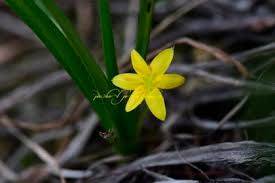 Image result for Hypoxis kilimanjarica