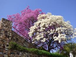 Image result for Handroanthus impetiginosus