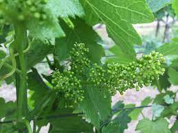 Maybe you would like to learn more about one of these? Napa Valley Winemaker Alison Crowe Explains Grapevine Bloom