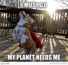My Hero Cute Animals Cuddly Animals Funny Animal Pictures