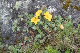 Image result for Tridactyle bicaudata