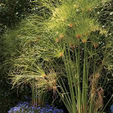 Image result for Cyperus papyrus