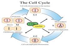 Bioflix Activity Mitosis The Cell Cycle Eukaryotic Cell Division 1501902571 07 Read Biology Ck 12 Foundation