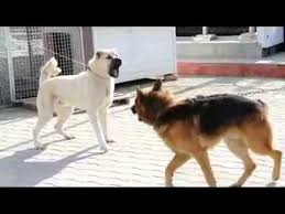 Kangal Alman Kurdunu Fena Puskurtuyor Youtube Kopek Almanca
