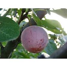 Image result for prunus domestica renkloda althana