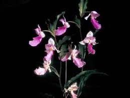 Image result for Brachycorythis ovata