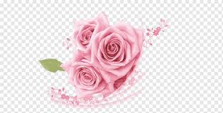 Yes go green 245 views1 year ago. Beach Rose Pink Mawar Pink Templat Merangkai Bunga Warna Png Pngwing