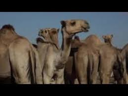 Basic facts about dromedary camel: Hundreds Of Camels On Sale In Somalia Market Youtube