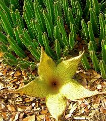 Image result for Stapelia gigantea