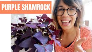 The shamrock plants you buy around the holidays are actually bulbs. Purple Shamrock Care Oxalis Triangularis Youtube