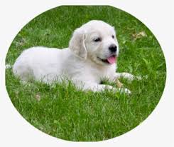Labrador retriever puppies golden and fox red. Golden Retriever Png Images Free Transparent Golden Retriever Download Kindpng