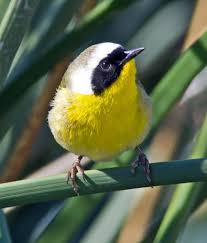 Small Birds Of Western Washington Common Yellowthroat Birds Bird Small Birds