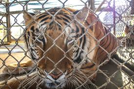 South of england is warmer than north. How Captive Tigers Are Bought And Sold In America Washington Post