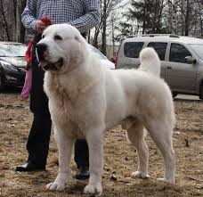 central asian dog krupnye porody sobak veselye sobaki porody sobak