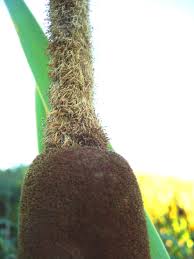 Image result for Typha capensis