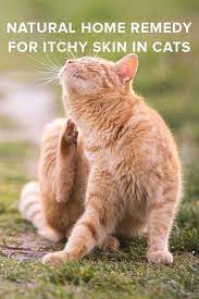 Natural Home Remedy For Itchy Skin In Cats Cat Skin Problems Cat Allergies Cat Skin