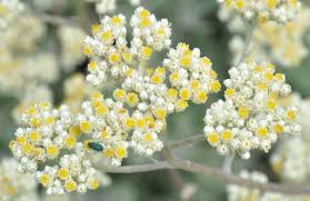 Image result for Helichrysum polioides