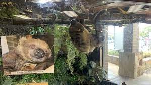 Maybe you would like to learn more about one of these? Sloth Is The Star Of Austin Exotic Pet Store